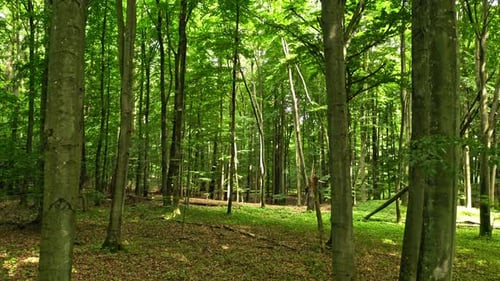 Sommerwald und grüner Wanderweg in Polen
