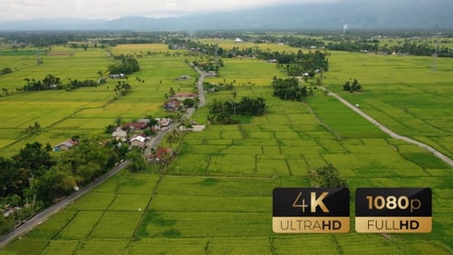 AH - Top View Rice Fields 04