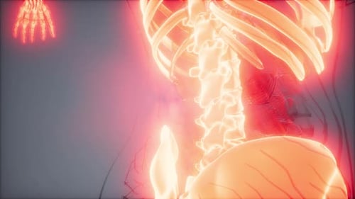 3D Animation of Human Skeletal System with Pain Highlight