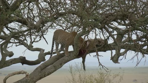 Leopard eating a wild boar carcass