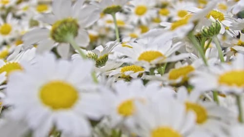 Spring Yellow And White Daisy Flower 3