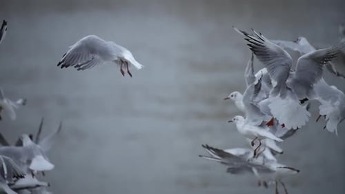 Seagulls Taking Flight Near River and Building
