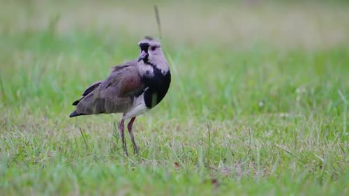 Hinterhältiger Watvogel, ein gewöhnlicher südlicher Kiebitz, Vanellus chilensis, der langsam nach rechts ging