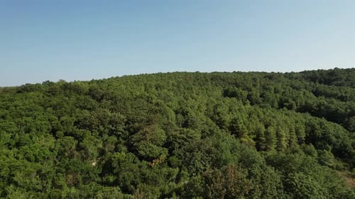 Drone Vue Arbres Forêt