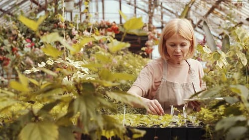 Woman Working with Plants in Greenhouse Using Tablet