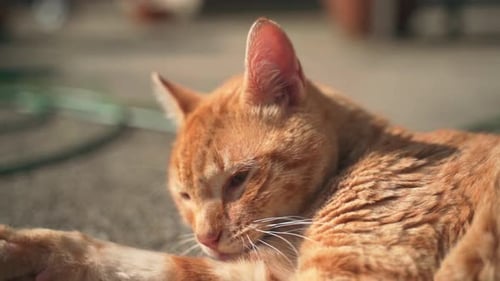 Nahaufnahme einer statischen Makroaufnahme einer niedlichen orangefarbenen Katze mit weichem und flauschigem Fell, die in der Sonne spielt und pflegt