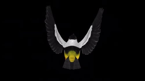 American Manakin - White Collared - Flying Bird - Back View - Transparent Loop