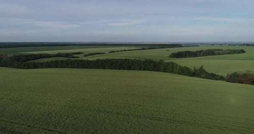 Campos de trigo verde en Ucrania