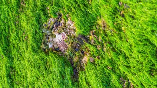 Grass with Green Moss Grows on the Surface of a Large Stone