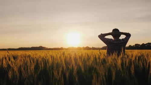 Ein erfolgreicher Landwirt schaut bei Sonnenuntergang auf sein Weizenfeld