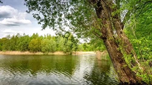 Calm lake in green city park.