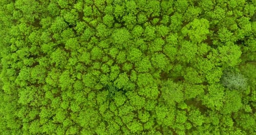 Top View of Pine Trees Forest