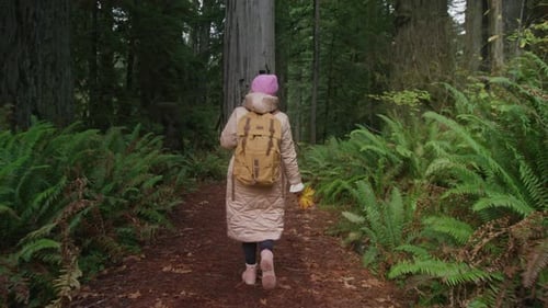 Slow Motion Back View Traveler Hiking in Green Forest on Cloudy Day RED Camera