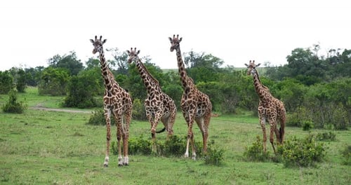 Masai-Giraffe, Giraffa camelopardalis tippelskirchi, Gruppe stehend in Savanne