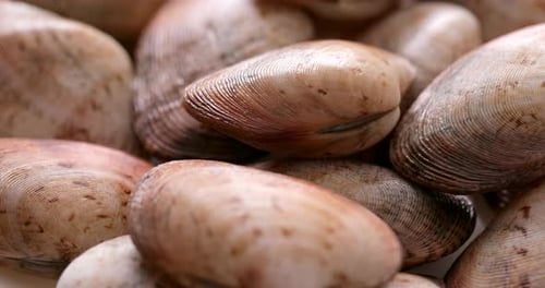 Raw clam
