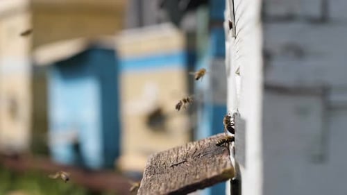 Beekeeping, Swarm of Bees Flies Into Hive Collect Pollen Honey, Agriculture