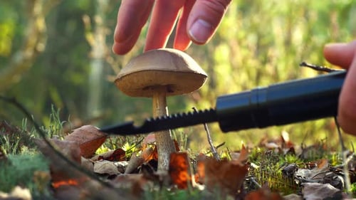 A Mushroom Picker Cuts a Mushroom with a Knife in the Forest