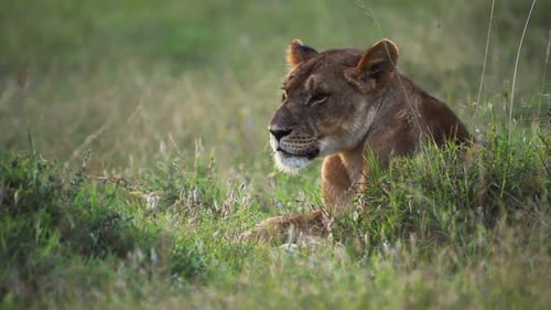 Lion Resting in the Grass