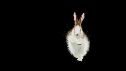 Funny Dancing Rabbit with Alpha Channel