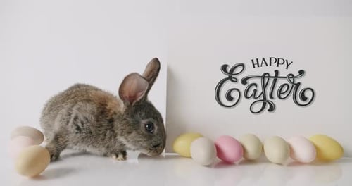 A Little Gray Rabbit is Playing on a White Background