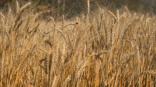 Barley Field
