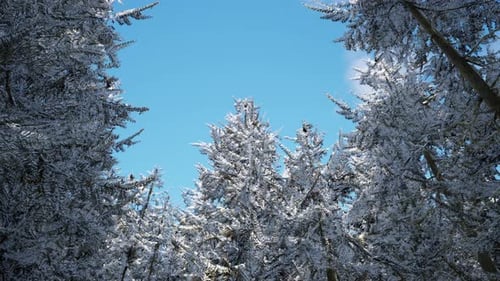 Frosty Winter Landscape in Snowy Forest