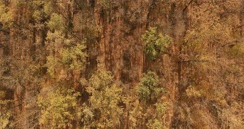 Aerial View. Beautiful Autumn Forest with Yellow and Red Trees. Autumn in Forest, Aerial Top View.