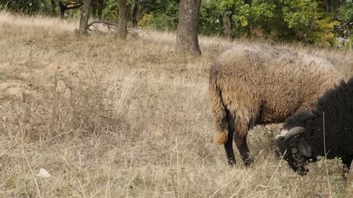 Viele domestizierte Säugetiere Ovis Aries auf dem Feld 4K 2160p 30fps UltraHD-Aufnahmen - Füttern und Gehen