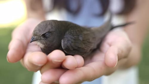 Tiny Bird Safely Held in Gentle Hands