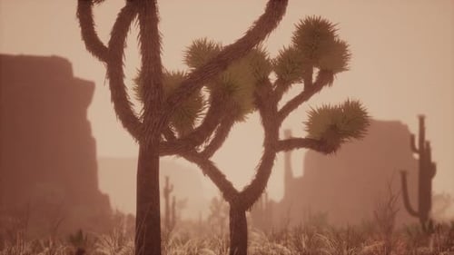 Sunlight Ray Shooting Across the Desert Sky at Sunset