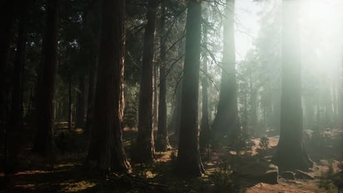 Giant Sequoia Trees at Summertime in Sequoia National Park, California