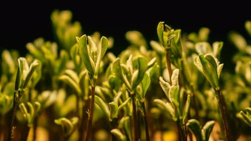Close-up of Young Green Plants Growing