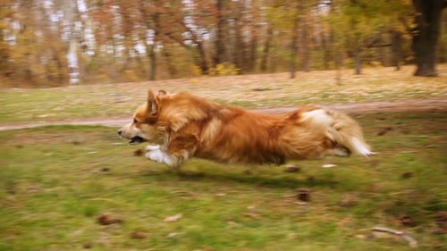 Corgi Fluffy Autumn Walk