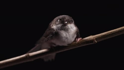 Whitethroated Swallow Hirundo Rustica Sitting on Wooden Branch and Rests