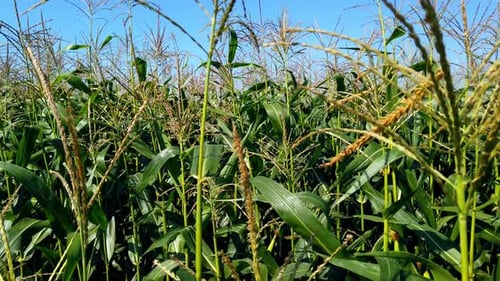 Field with Corn Stalks Against a Blue Sky