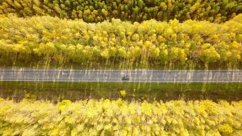 Road Through Autumn Forest, Aerial Birds Eye View