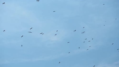 Flock of Birds Flying in a Blue Sky
