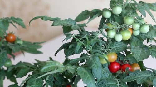 Bush Of Tomatoes In A Pot. Clusters Of Tomatoes Are Visible. Some Are Ripe, Some Are Still Green.