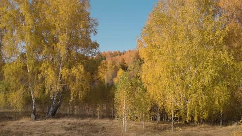 Beautiful autumn forest