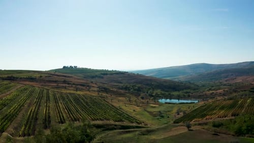 Aerial Shot of Beautiful Rural Vineyard