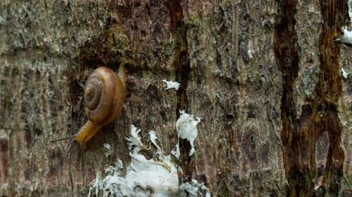 Krabbeln mit Gartenschnecken