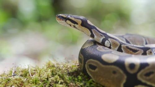 O Python real enrolado em uma bola está no chão da floresta