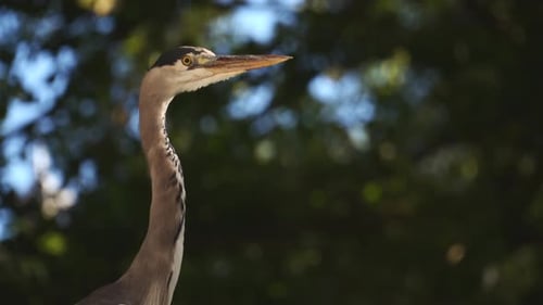Close Up Of The Head Of A Heron