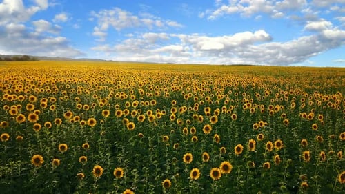 Sunflower Field Under a Partly Cloudy Sky