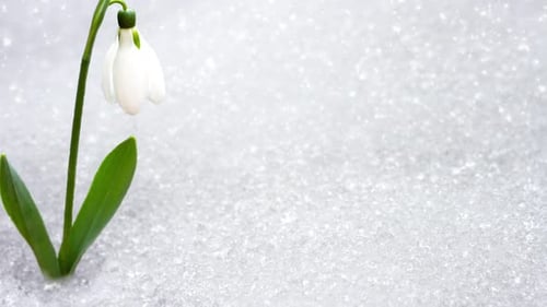 Group of White Small Fragrant Fragile Snowdrops Growing Under the Snow in a Spring Forest