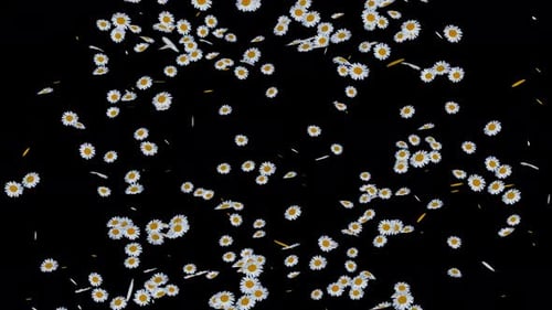Realistic Falling Daisy Flowers and Petals Transition