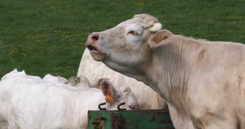 Ganado Charolais, una raza francesa, rebaño, vocación, Normandía en Francia, cámara lenta 4K