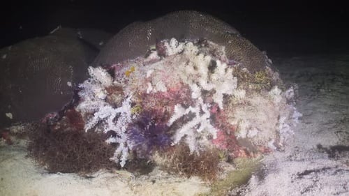 Coral Reef