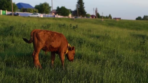 Cow Grazing in Field at Sunny Day