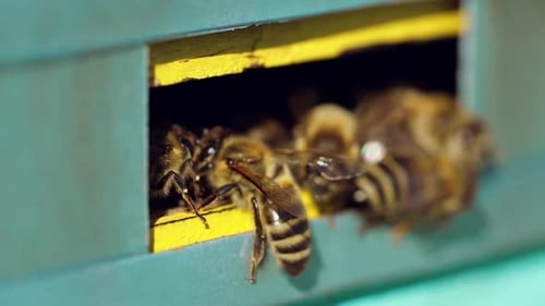Wooden beehive and bees. Close up view of swarm of bees at beehive entrance